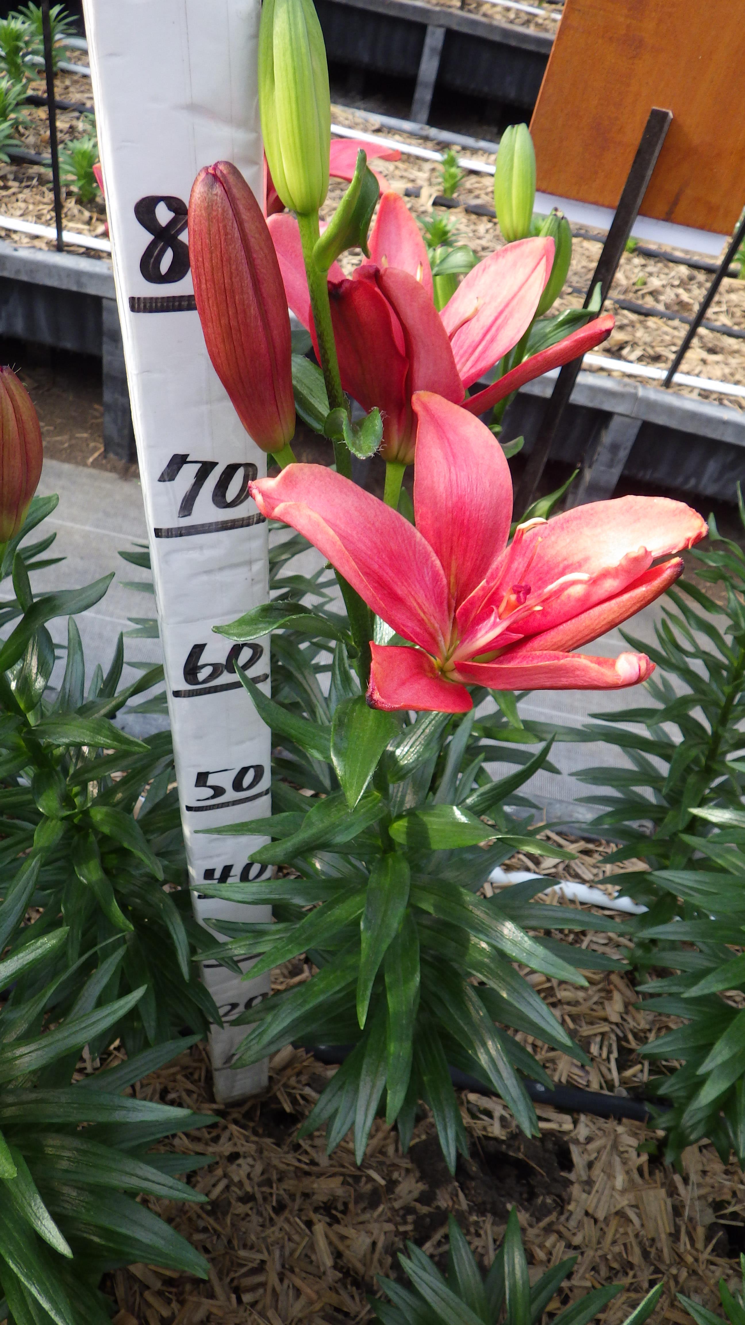 ジャストキディング（花粉無し）